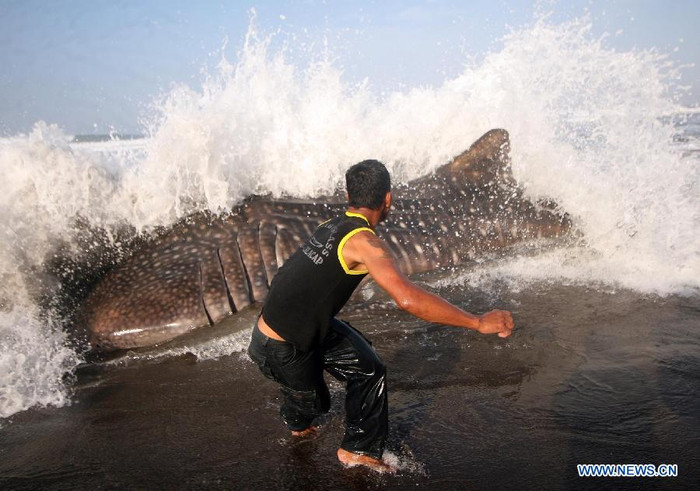 Con cá mập voi sẽ được chôn cất sau khi chết