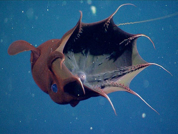 Nó cũng là thành viên duy nhất của họ cephalopod, mang cả đặc tính của mực lẫn bạch tuộc, còn sống sót.