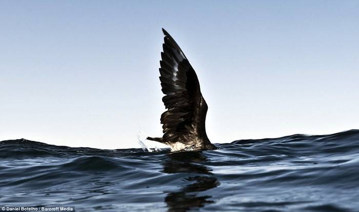 Những con chim biển cũng không bỏ lỡ cơ hội được ăn no của mình. Những con chim biển cũng không bỏ lỡ cơ hội được ăn no của mình.