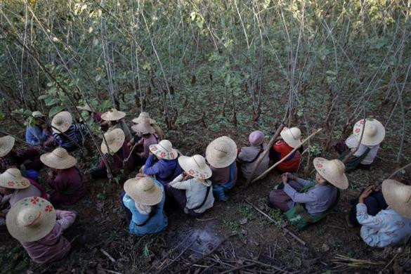 Dân làng Ho Hwayt sau khi phá hủy cánh đồng thuốc phiện ngày 26/1/2012. Dân làng Ho Hwayt sau khi phá hủy cánh đồng thuốc phiện ngày 26/1/2012.