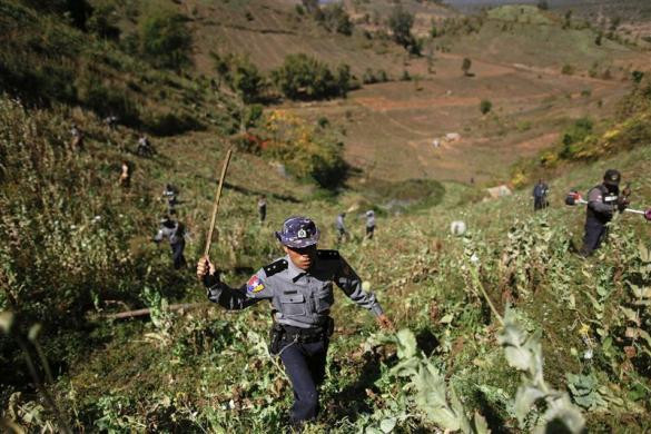 Cảnh sát và dân làng dùng gậy và máy cắt cỏ phá hủy nương trồng thuốc phiện tại làng Tar-pu, tỉnh Shan ngày 27/1/2012 Cảnh sát và dân làng dùng gậy và máy cắt cỏ phá hủy nương trồng thuốc phiện tại làng Tar-pu, tỉnh Shan ngày 27/1/2012