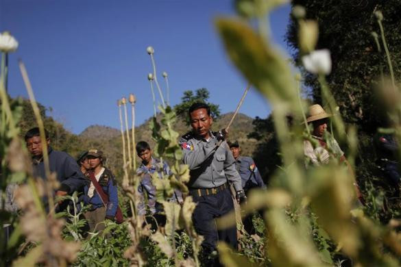 Cảnh sát Myanmar dùng gậy tiêu hủy cánh đồng thuốc phiện tại làng Ho Hwayt ngày 26/1/2012. Cảnh sát Myanmar dùng gậy tiêu hủy cánh đồng thuốc phiện tại làng Ho Hwayt ngày 26/1/2012.