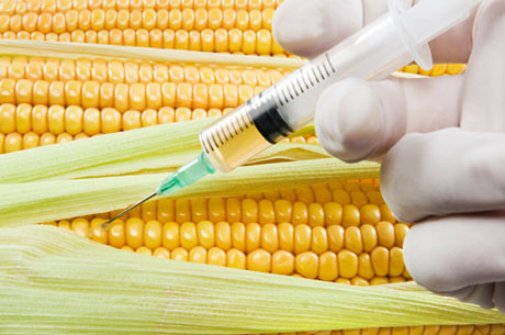 Ngô biến đổi gene của Monsanto được cho là có thể kháng lại mọi loài sâu đục rễ. Ngô biến đổi gene của Monsanto được cho là có thể kháng lại mọi loài sâu đục rễ.