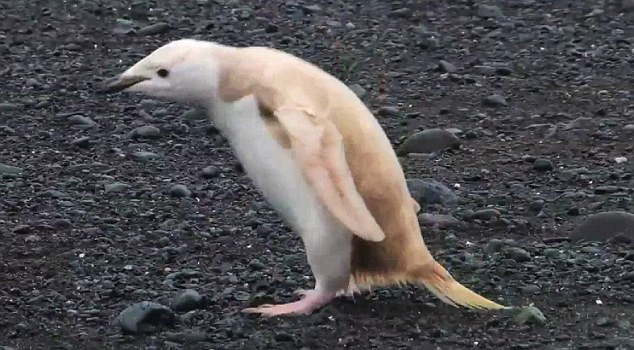 Ông Stephens lưu ý rằng việc tìm thấy những con chim cánh cụt có bộ lông gần như trắng hoàn toàn là điều hiếm có, vì bộ lông mang màu trắng đen của chim cánh cụt đóng vai trò quan trọng giúp chúng ngụy trang khi lặn xuống biển để bắt cá. Ông Stephens lưu ý rằng việc tìm thấy những con chim cánh cụt có bộ lông gần như trắng hoàn toàn là điều hiếm có, vì bộ lông mang màu trắng đen của chim cánh cụt đóng vai trò quan trọng giúp chúng ngụy trang khi lặn xuống biển để bắt cá.