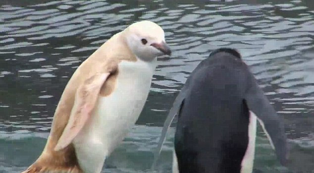 Đây là một hiện tượng vô cùng hiếm thấy. Đây là một hiện tượng vô cùng hiếm thấy.