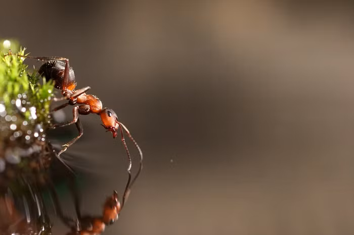 Kiến lửa kiểm tra nước bằng râu.