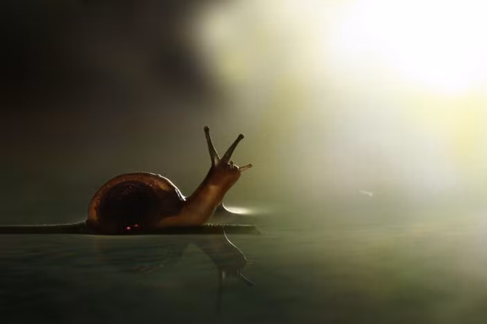Một con ốc sên di chuyển trên bề mặt của vũng nước tại khu vực Voronezh, Nga.