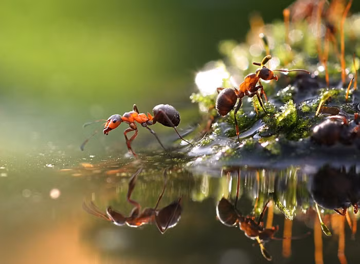 Kiến đi trên mặt nước trong trời mưa.