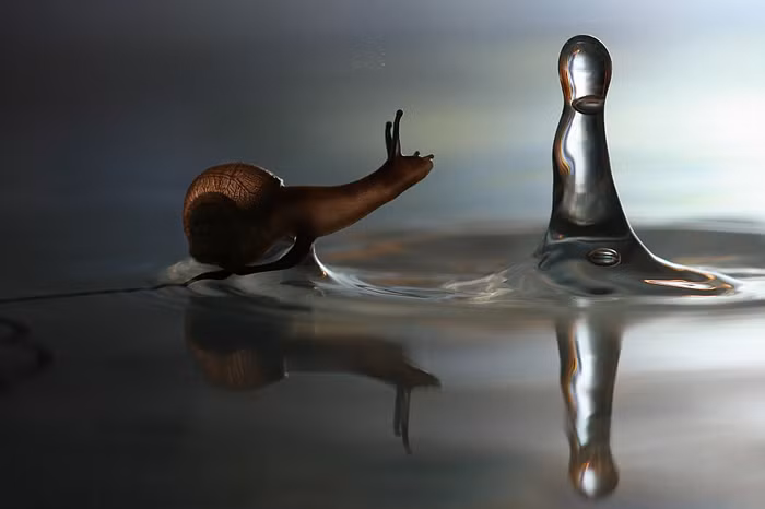 Ốc sên di chuyển trên mặt nước. Khi trời nắng và khô, những con ốc thường tìm đến những khu vực ẩm ướt, tối và mát mẻ để trú. Vào ngày mưa, chúng bắt đầu ra ngoài đi kiếm ăn.