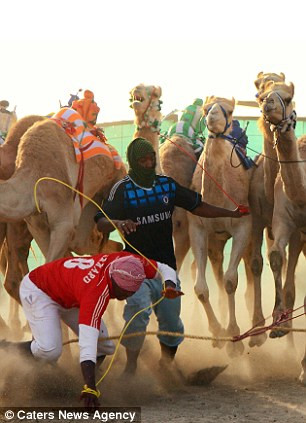 Liều mạng trên đường đua lạc đà.