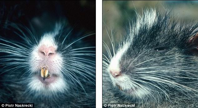 Chuột cây Chinchilla được phát hiện ở dãy núi Vilcabamba, gần với di tích nổi tiếng thế giới Macchu Picchu. Nó có lông màu xám nhạt, một lớp lông màu trắng chạy dọc trên đầu, móng vuốt lớn.