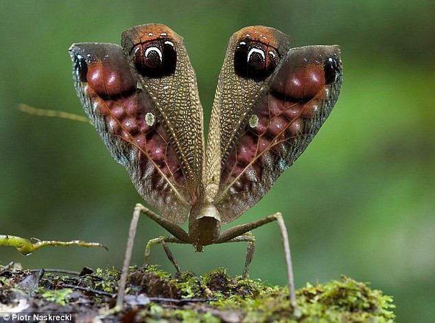 Nó có kích thước khá lớn và có thể ngụy trang thành một chiếc lá khô để thoát khỏi kẻ thù trong nháy mắt.