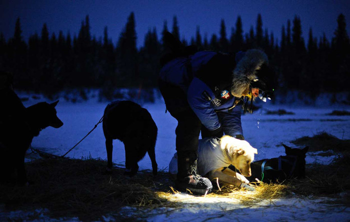 Martin Buser, người 4 lần vô địch "Iditarod Trail Sled Dog Race" cùng đội của mình chuẩn bị rời Nikolai, Alaska ngày 6/3.