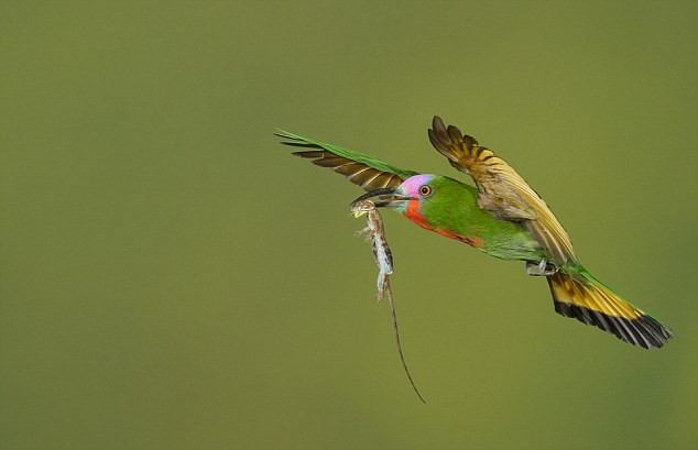Chim ăn ong râu đỏ mang thức ăn về tổ cho lũ con của nó. Chim ăn ong râu đỏ mang thức ăn về tổ cho lũ con của nó.