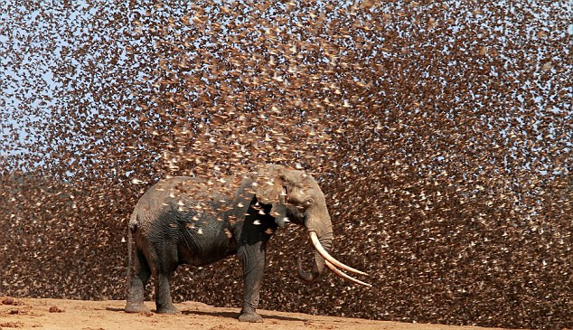 Một đàn chim quelea mỏ đỏ như nuốt chửng con voi. Một đàn chim quelea mỏ đỏ như nuốt chửng con voi.