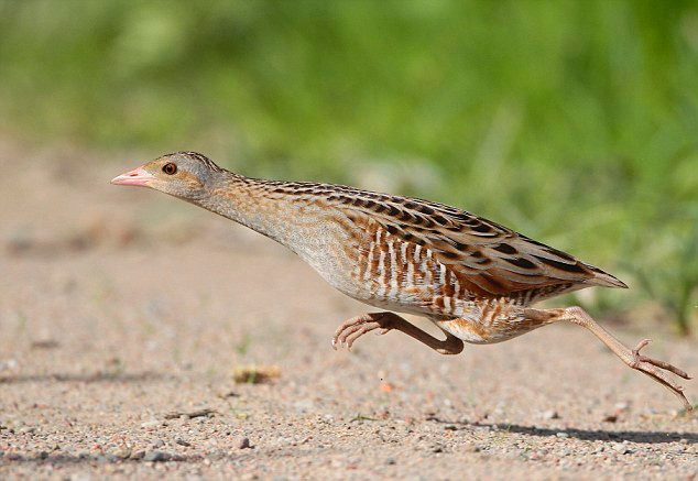 Một con corncrake chuẩn bị bay Một con corncrake chuẩn bị bay