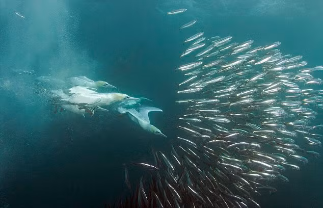 Chim biển Cape gannet lặn dưới nước tìm kiếm bữa tối tại Nam Georgia