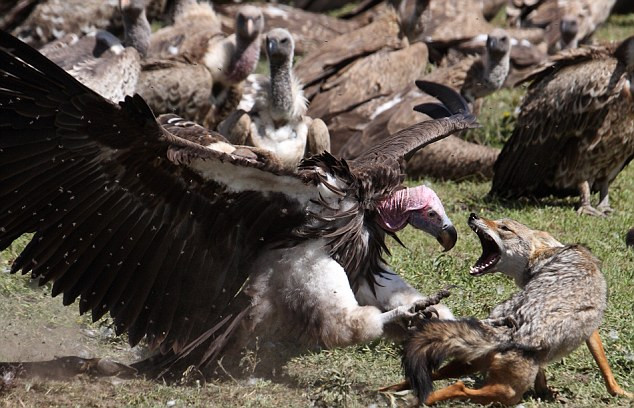 Một con kền kền chiến đấu với chó rừng. Một con kền kền chiến đấu với chó rừng.