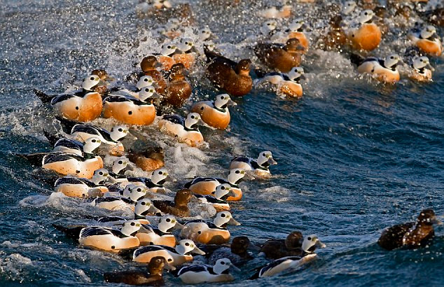 Một đàn vịt biển Steller Eiders cưỡi sóng tìm mồi. Một đàn vịt biển Steller Eiders cưỡi sóng tìm mồi.