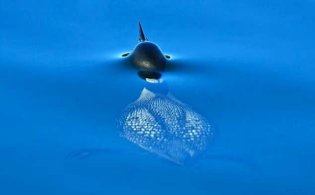 Ảnh đoạt giải nhì của nhiếp ảnh gia người Mỹ Mike Murray cho thấy con chim lặn Gavia nổi trên mặt nước.