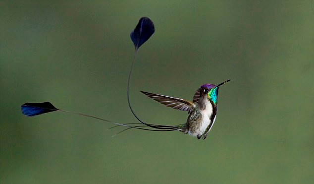Chim Ruồi Marveluos spatuletail Chim Ruồi Marveluos spatuletail