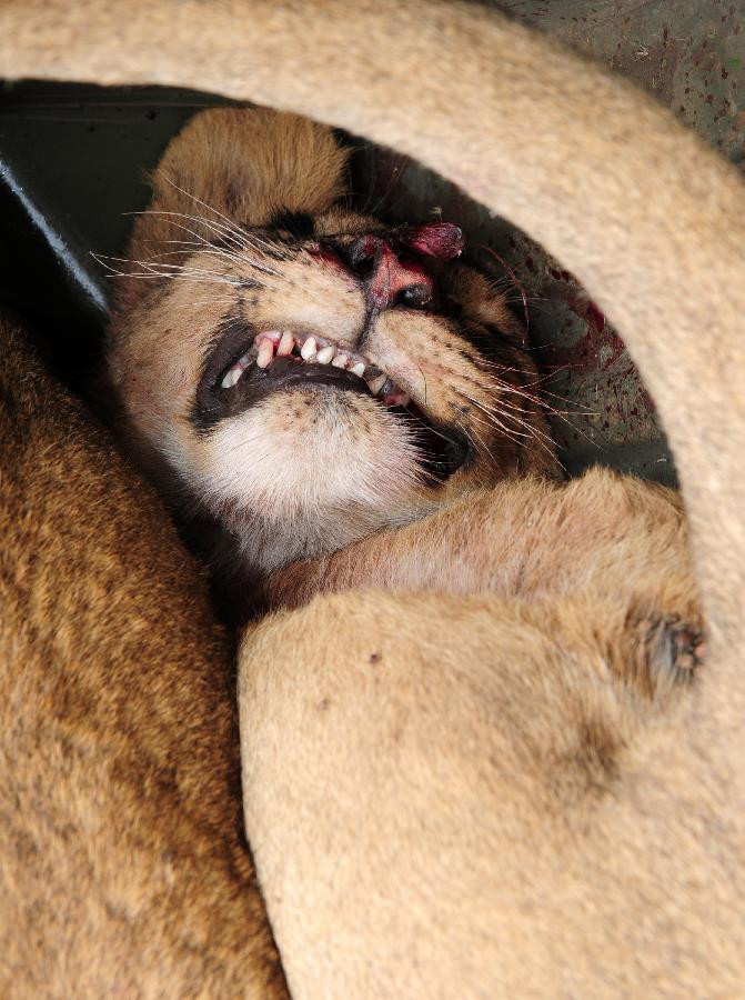 Tuy nhiên, họ đã đến quá chậm.