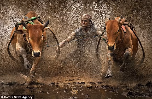 Người tham gia cuộc thi dùng chân, tay, miệng để điều khiển hai con bò của mình.