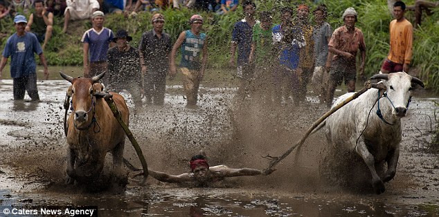 Tuy nhiên, các cặp bò thường được buộc với nhau rất lỏng làm cho người điều khiển khó có thể khiến chúng đi sát nhau suốt chặng đường đua. Tuy nhiên, các cặp bò thường được buộc với nhau rất lỏng làm cho người điều khiển khó có thể khiến chúng đi sát nhau suốt chặng đường đua.