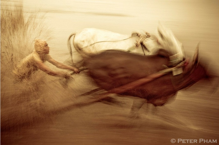 Đua bò kéo Pacu Jawi Đua bò kéo Pacu Jawi