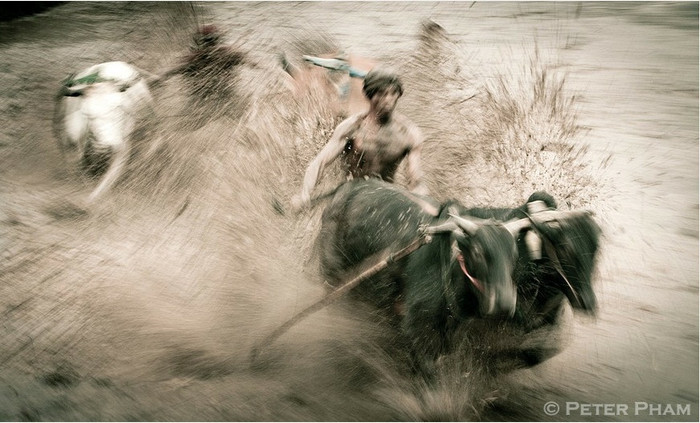 Đua bò kéo Pacu Jawi Đua bò kéo Pacu Jawi