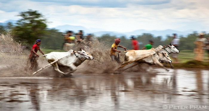 Đua bò kéo Pacu Jawi Đua bò kéo Pacu Jawi