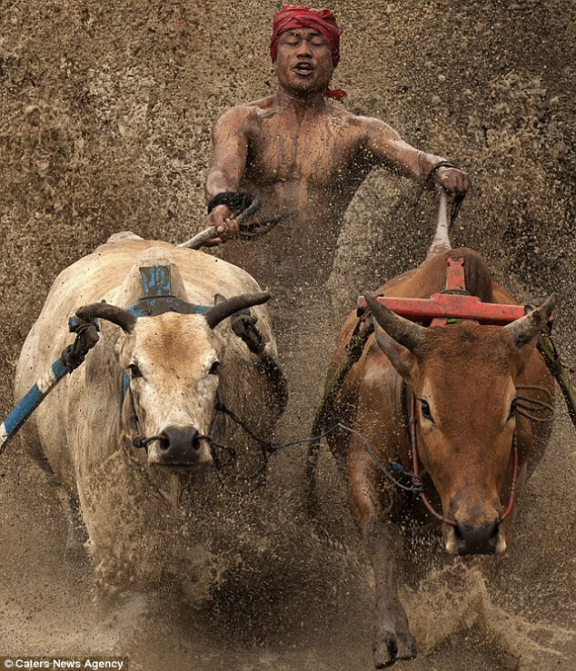 Điều khiển những con bò trong cuộc đua đều là các nông dân địa phương. Điều khiển những con bò trong cuộc đua đều là các nông dân địa phương.