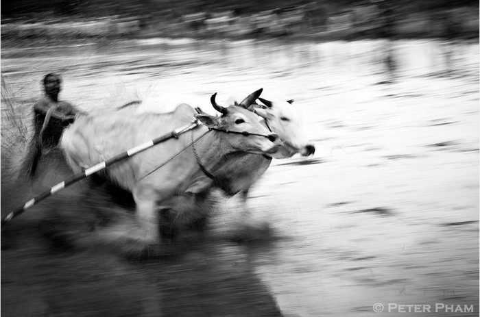 Đua bò kéo Pacu Jawi Đua bò kéo Pacu Jawi