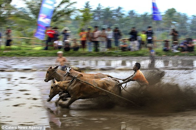 Mục đích chính của cuộc thi Pacu Jawi là để trình diễn sức mạnh của những con bò giống nhằm thu hút người mua trả giá cao. Mục đích chính của cuộc thi Pacu Jawi là để trình diễn sức mạnh của những con bò giống nhằm thu hút người mua trả giá cao.