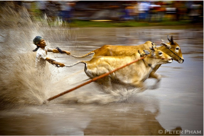 Đua bò kéo Pacu Jawi Đua bò kéo Pacu Jawi