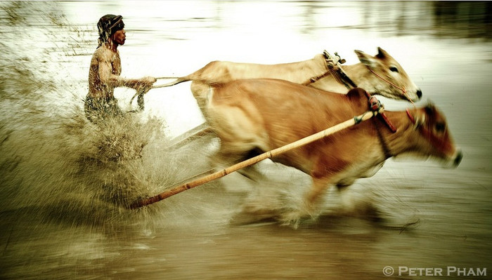 Đua bò kéo Pacu Jawi Đua bò kéo Pacu Jawi