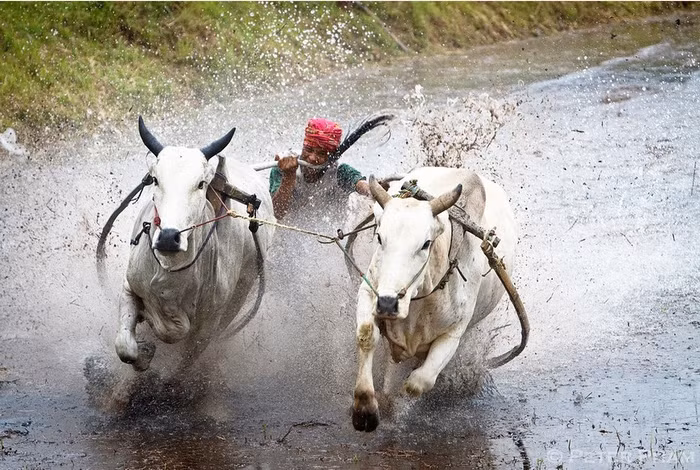 Đua bò kéo Pacu Jawi