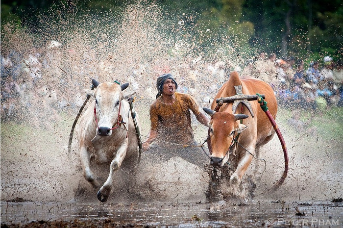 Đua bò kéo Pacu Jawi Đua bò kéo Pacu Jawi