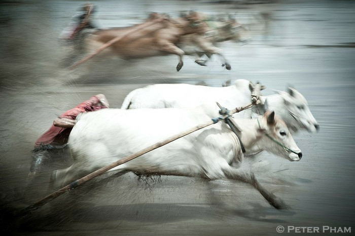 Đua bò kéo Pacu Jawi Đua bò kéo Pacu Jawi