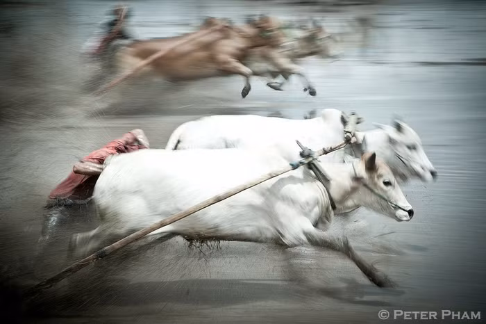 Đua bò kéo Pacu Jawi