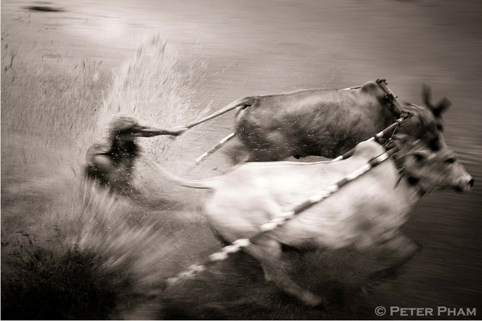 Đua bò kéo Pacu Jawi Đua bò kéo Pacu Jawi