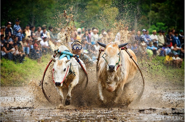 Đua bò kéo Pacu Jawi Đua bò kéo Pacu Jawi