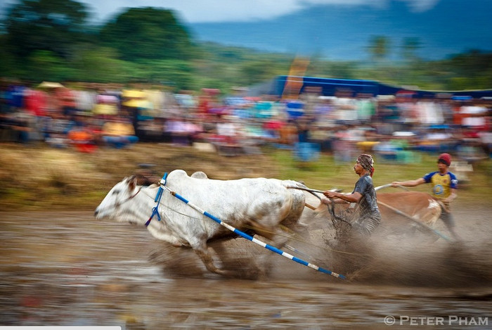 Đua bò kéo Pacu Jawi Đua bò kéo Pacu Jawi