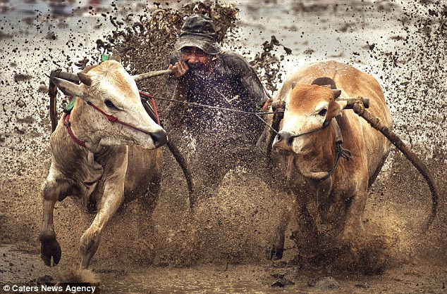 Họ cắn vào đuôi bò để chúng chạy nhanh hơn. Họ cắn vào đuôi bò để chúng chạy nhanh hơn.