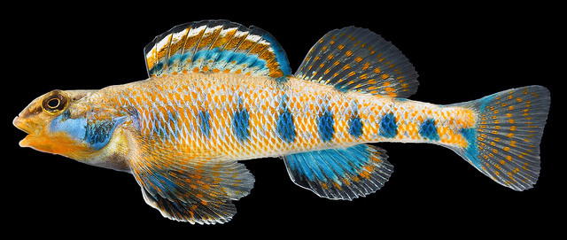 Loài cá Etheostoma Obama Loài cá Etheostoma Obama