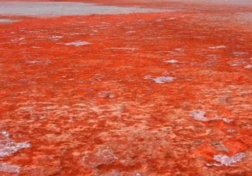 Tảo Dunaliella Salina là nguyên nhân chính khiến nước của hồ muối này đổi màu.