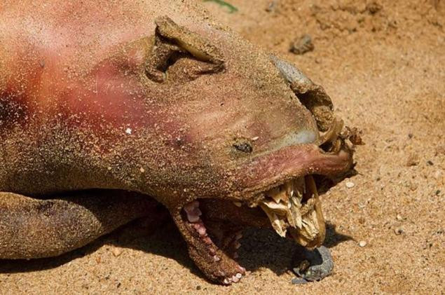 Thậm chí, một số còn cho rằng nó có thể là một sinh vật thoát ra ngoài từ một trung tâm nghiên cứu về bệnh ở động vật nằm gần đó.