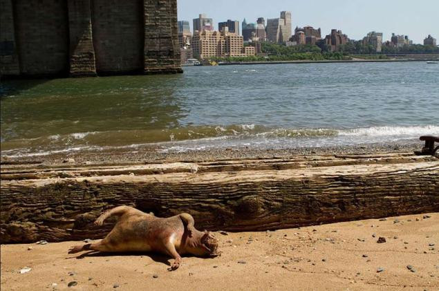 Mặc dù đại diện của Cục Công viên New York đã lên tiếng cho biết, sinh vật này chỉ đơn giản là một con lợn, nhưng cộng đồng mạng ở Mỹ vẫn không cảm thấy bị thuyết phục.