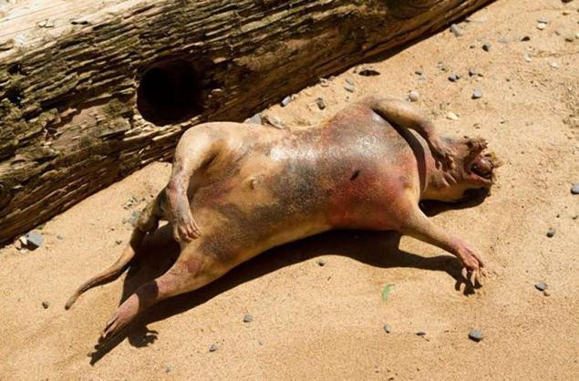 Thoạt trông, sinh vật này giống như một con lợn bị chết trương, nhưng quan sát kỹ lại thấy nó không giống lợn bởi chân nó có lại có ngón thay vì móng guốc.