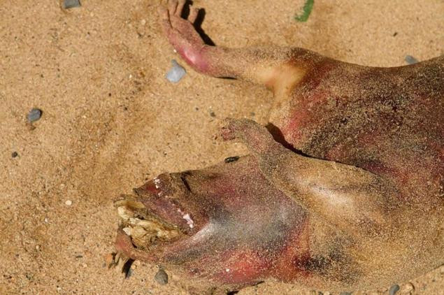 Trong khi đó, nhiều người dùng internet khi quan sát những hình ảnh chụp xác sinh vật bí ẩn trên đã đưa ra các giả thuyết cho rằng nó có thể là một con chó, chuột khổng lồ, gấu trúc, quái vật Montauk" hay một loài thú có túi nào đó.